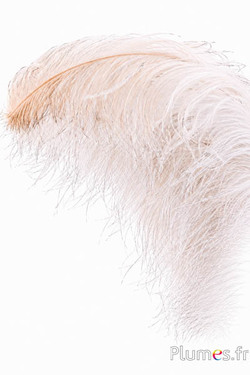 Struzzo premium - 50-60 cm - crema-grigio naturale